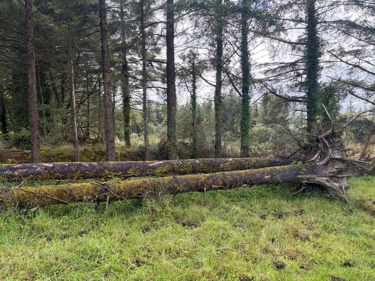 Trees / Firewood - Image 1