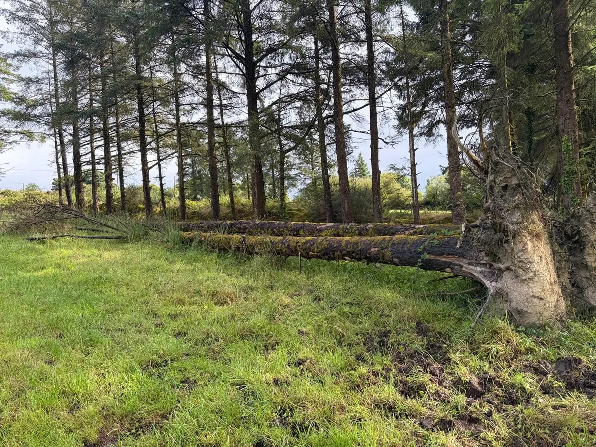 Trees / Firewood - Image 3