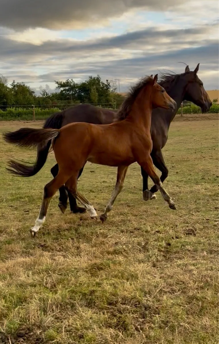 Filly foal by Madgeslane Luidam - Image 1