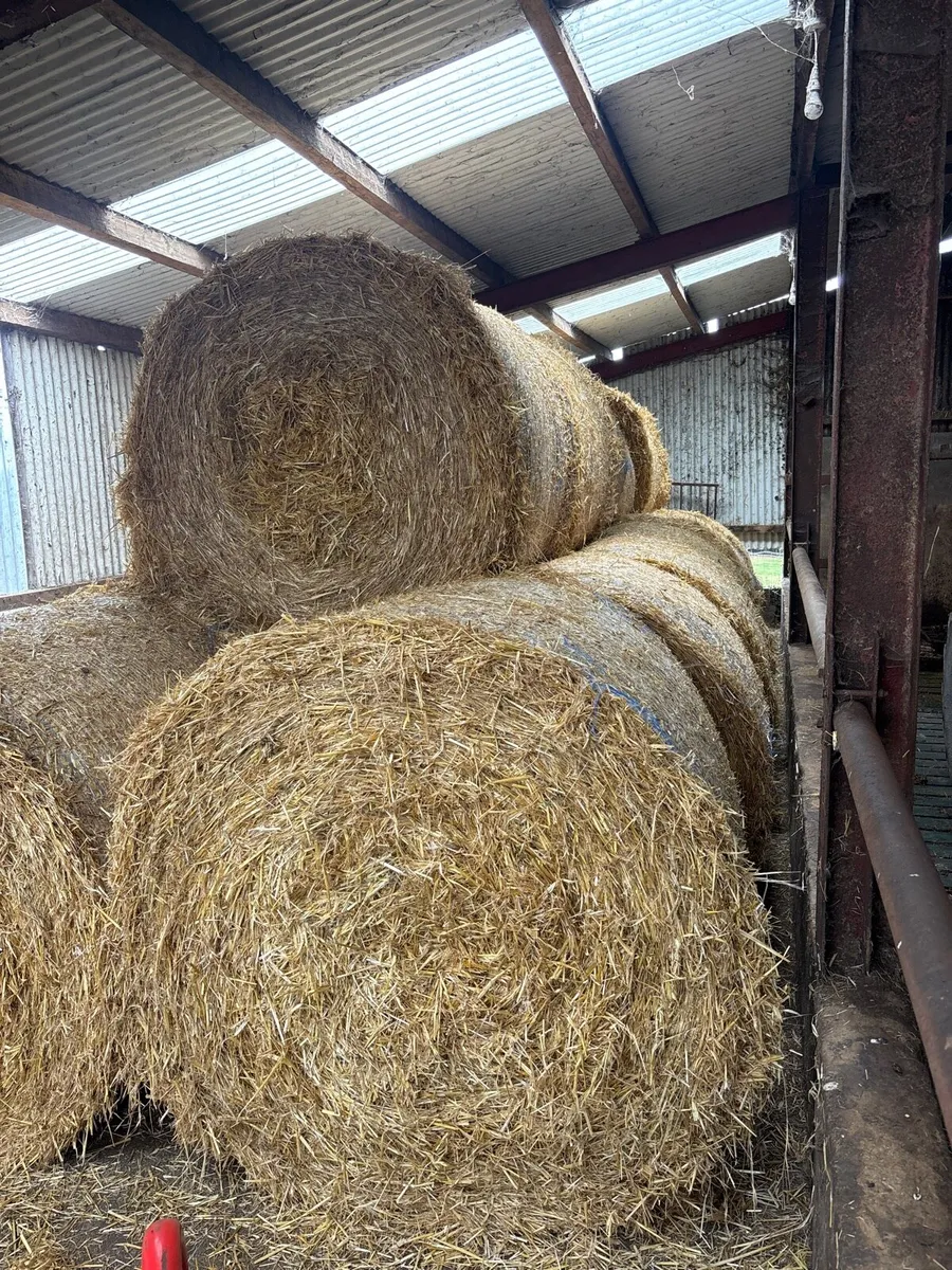 Winter barley straw