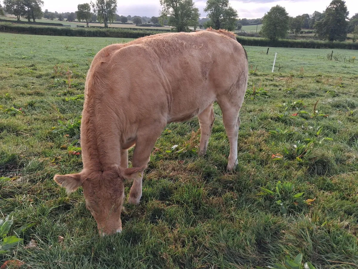 Pedigree Limousin heifers - Image 1
