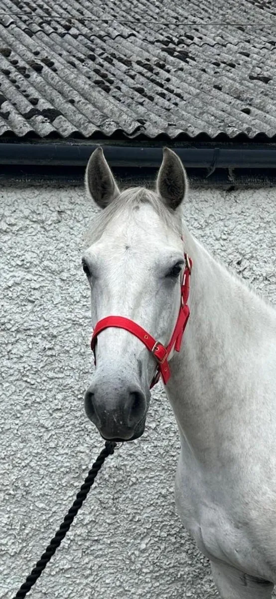 4yr old pony - Image 1