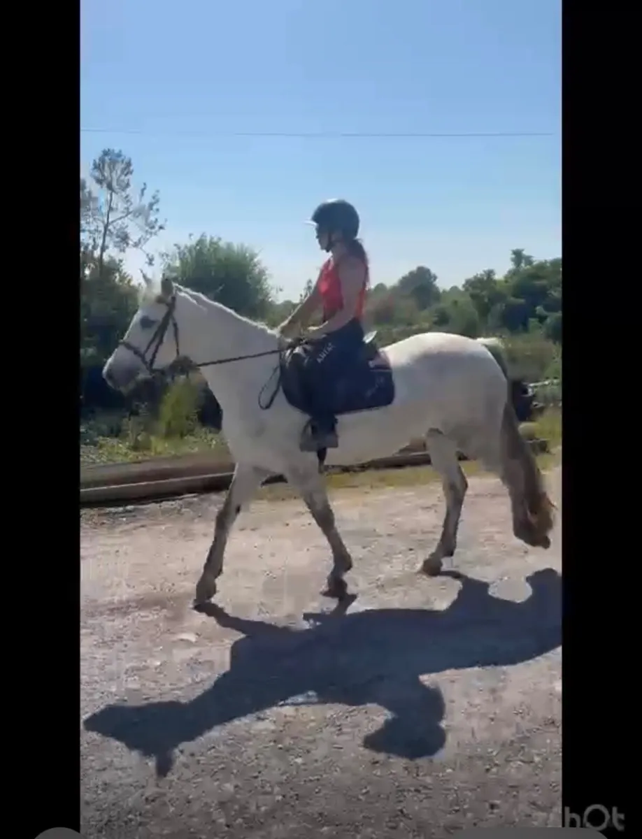 4yr old pony - Image 4