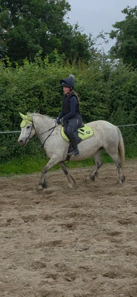 13h pony - Image 2