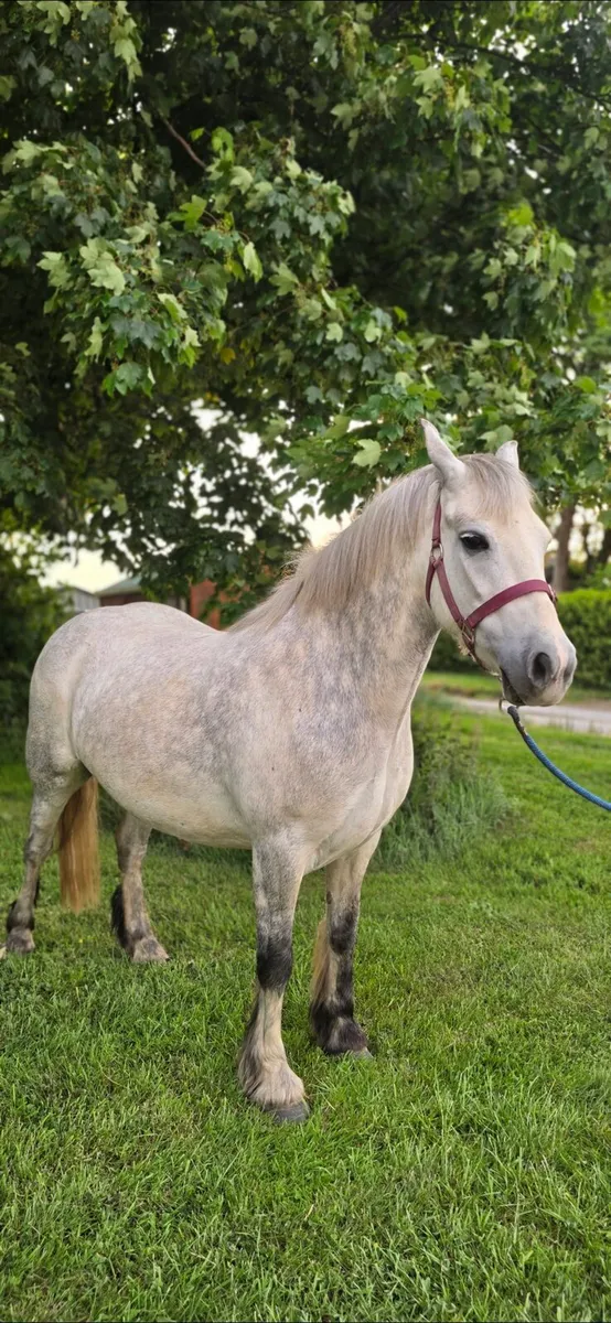 13h pony - Image 4