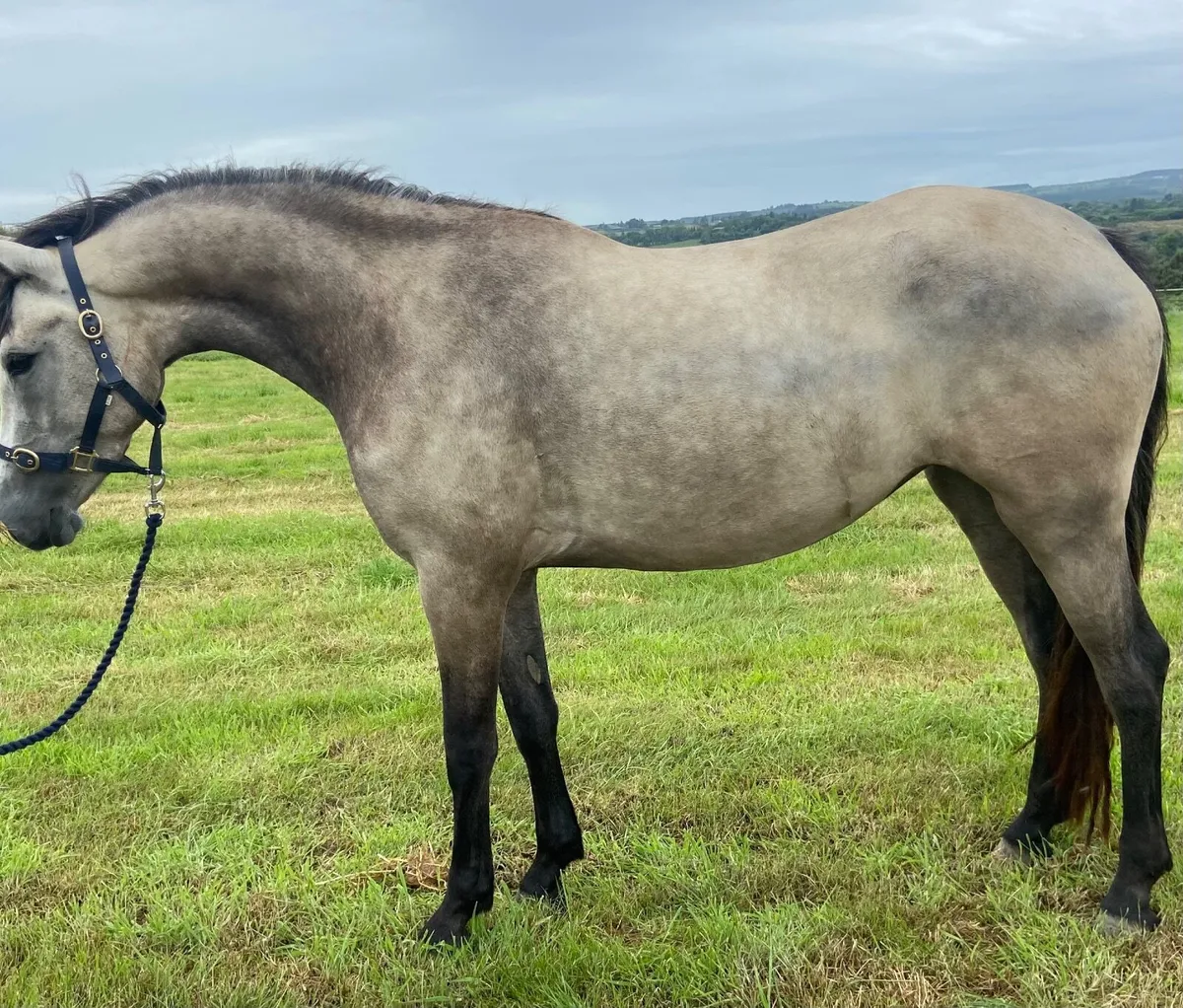 Dun Connemara Filly , lot 68, Friday 21st Aug. - Image 1