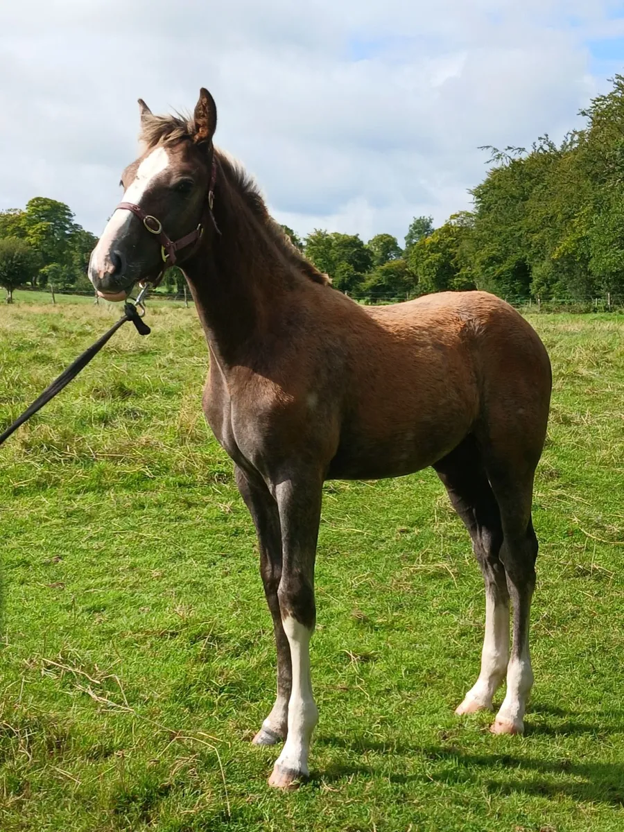 Irish draught foal - Image 1