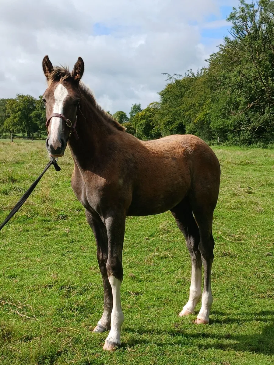 Irish draught foal - Image 3