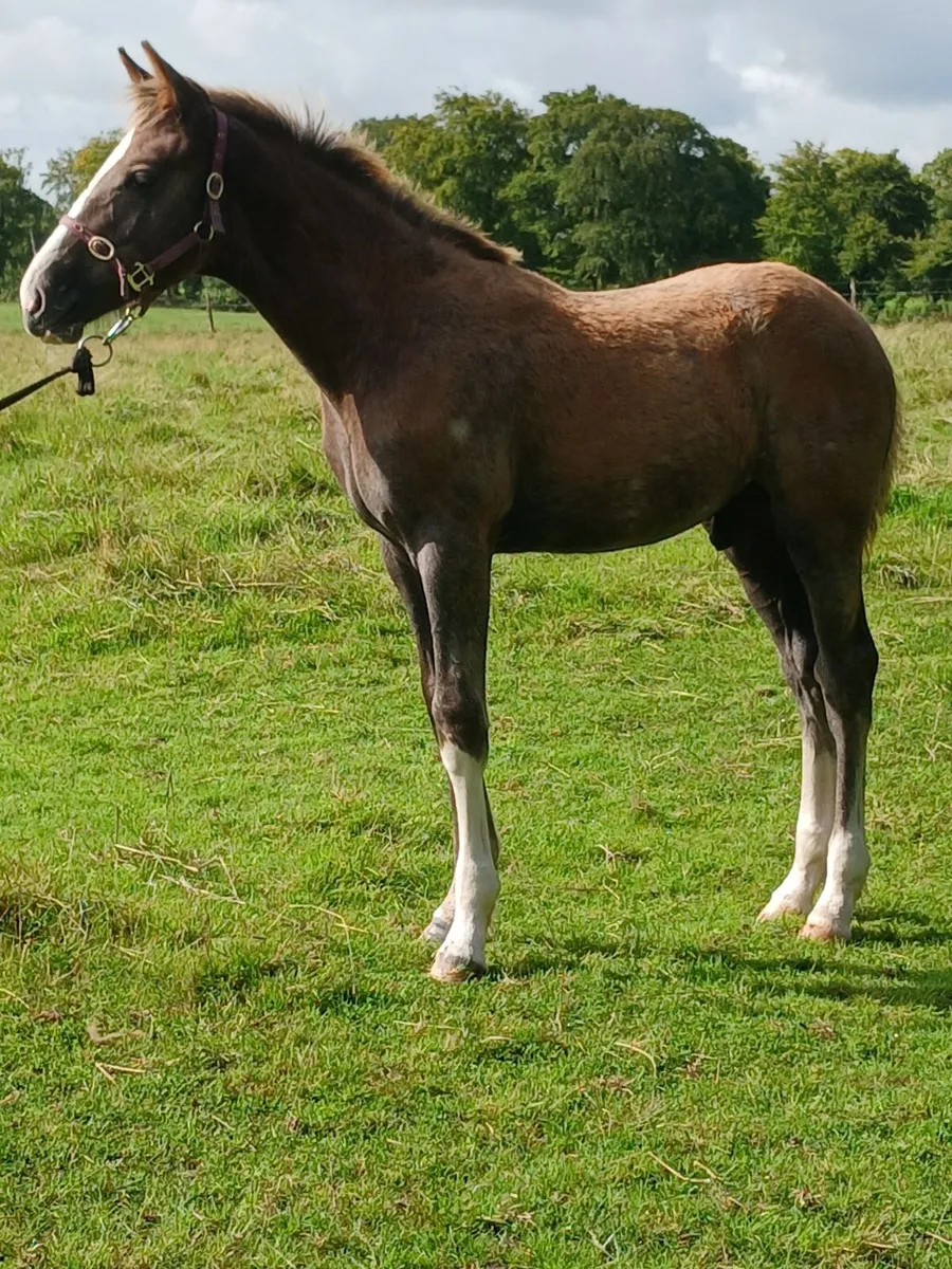 Irish draught foal - Image 4