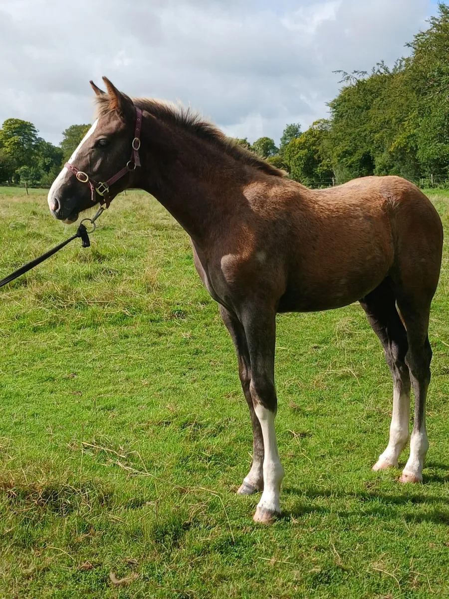 Irish draught foal - Image 2