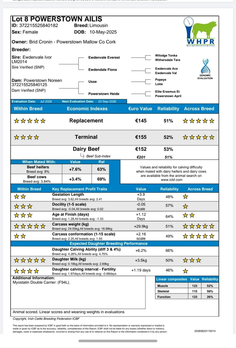 Pedigree Limousin heifers - Image 3