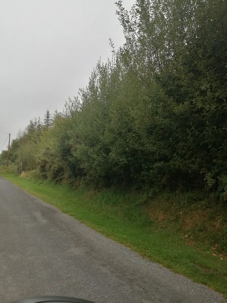 2 Acre Site for Sale - Meentulla, Murroe - Image 3