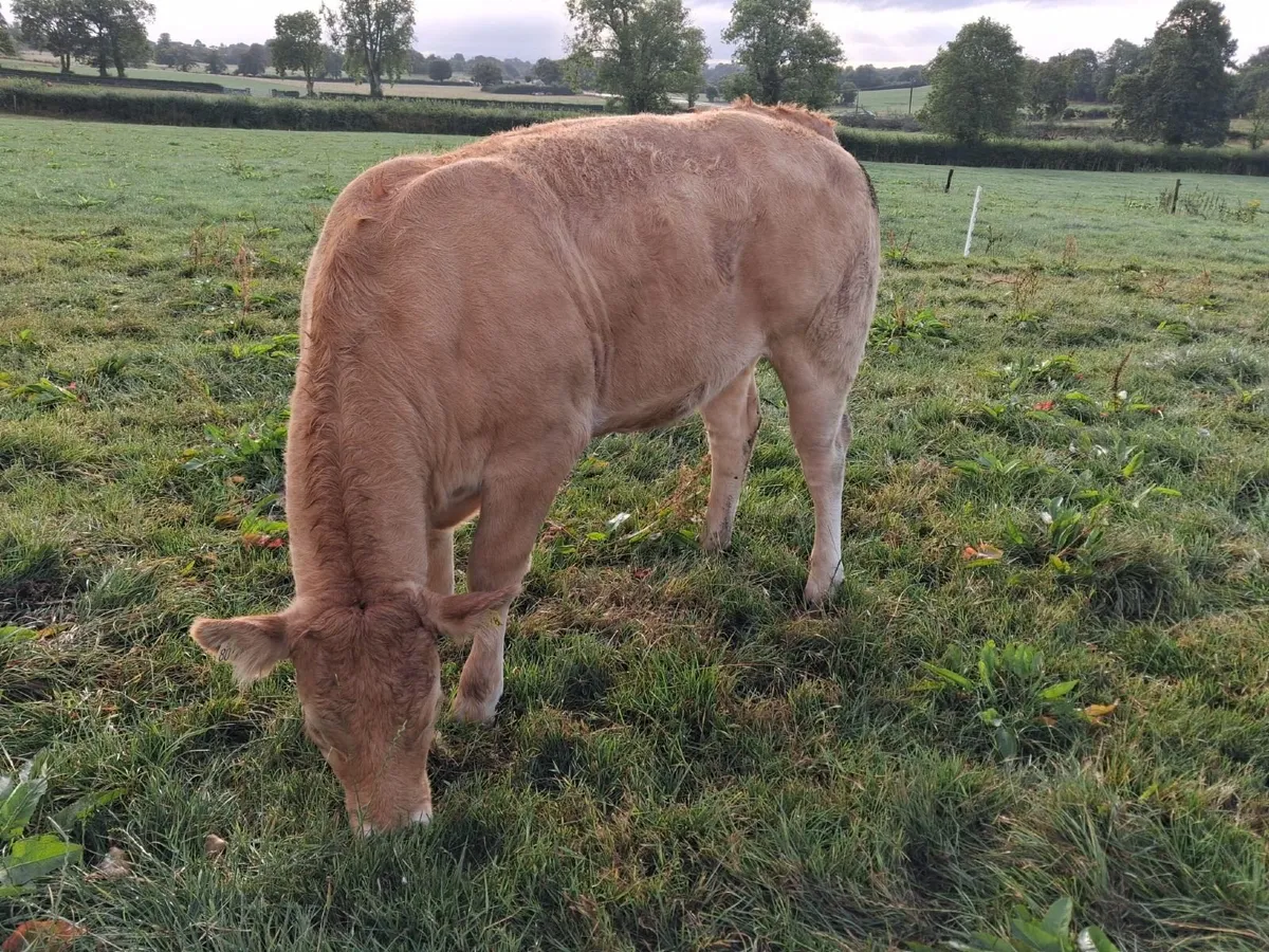 Pedigree Limousin Heifers - Image 1