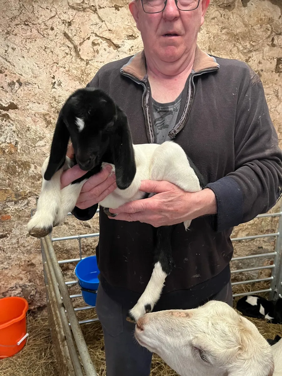 Goats - Image 2