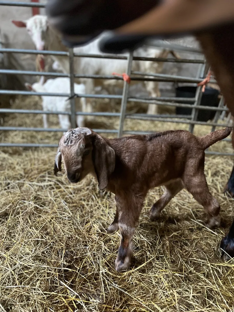 Goats - Image 3
