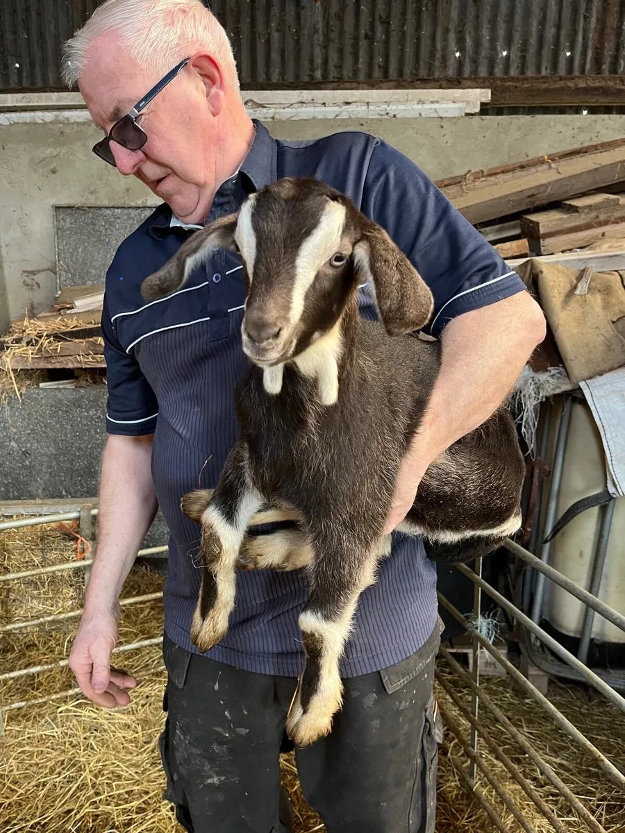 Goats - Image 4