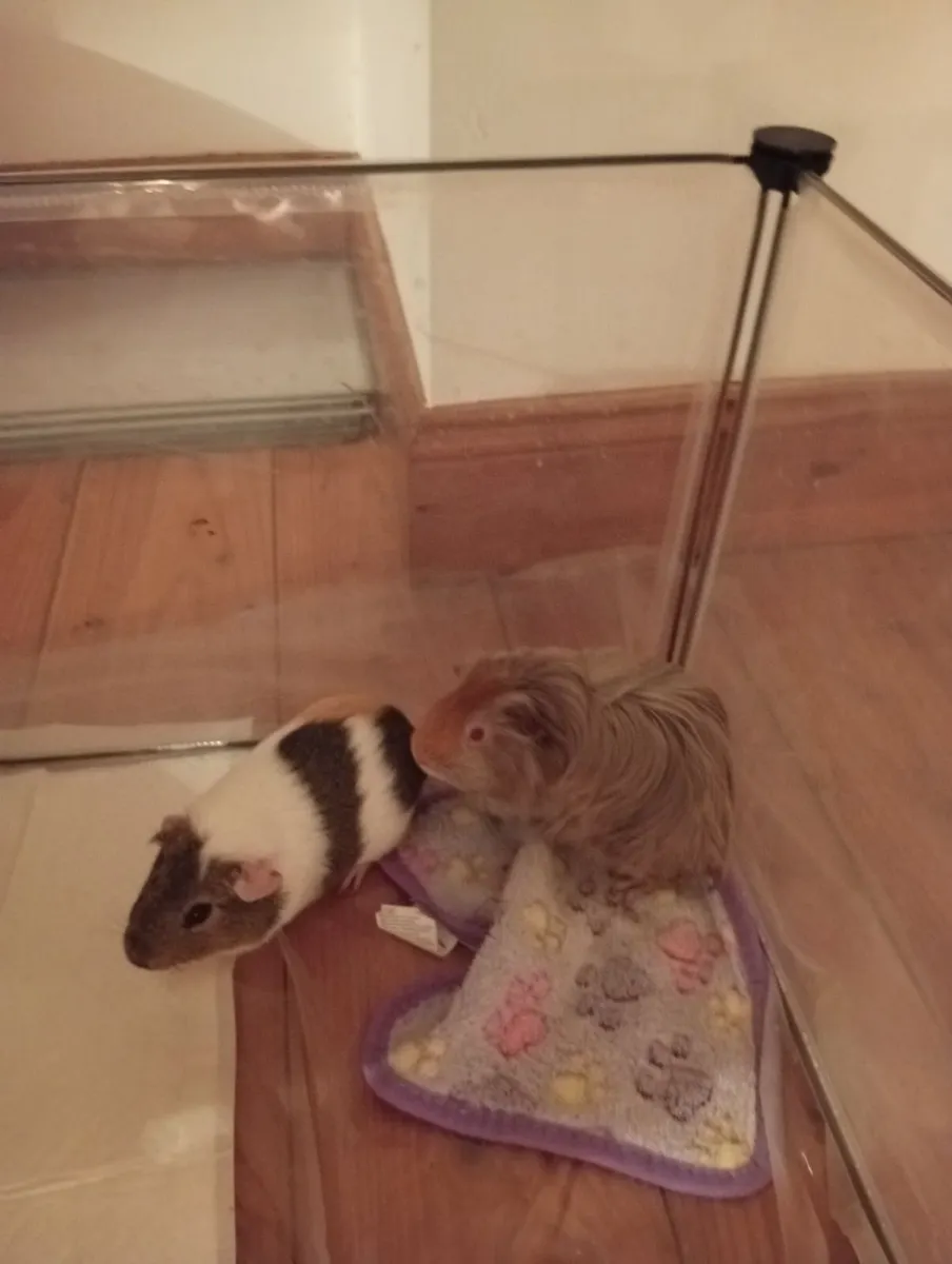 2 Guniea Pigs - Image 2