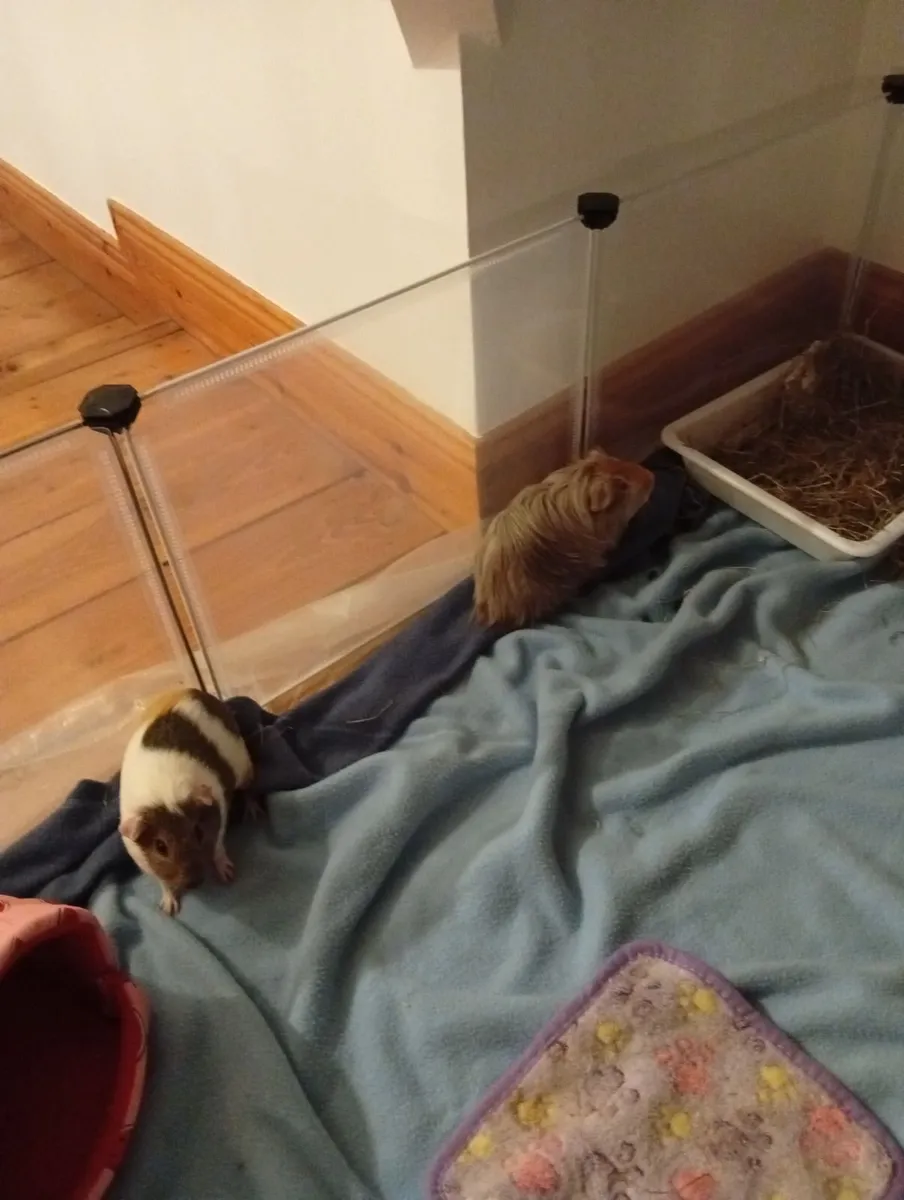2 Guniea Pigs - Image 3
