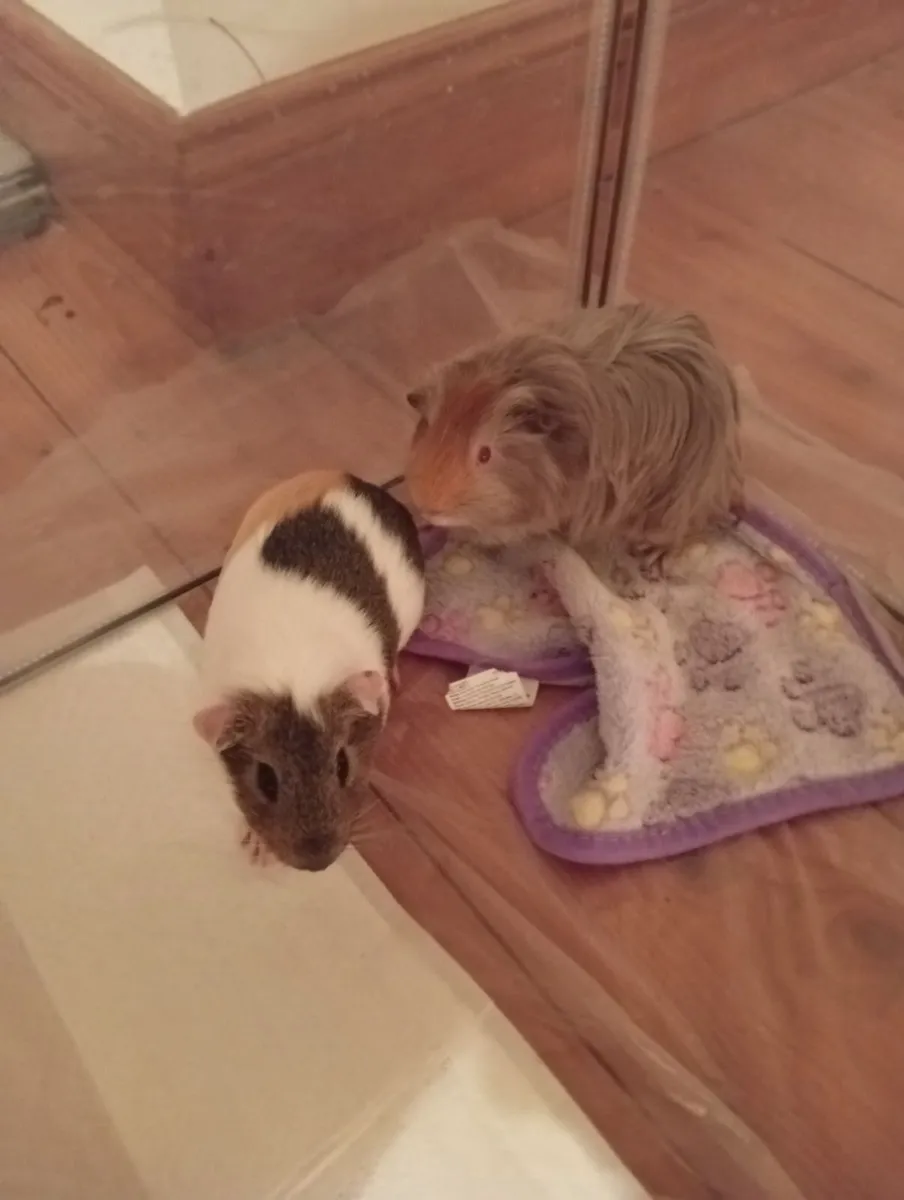 2 Guniea Pigs - Image 1