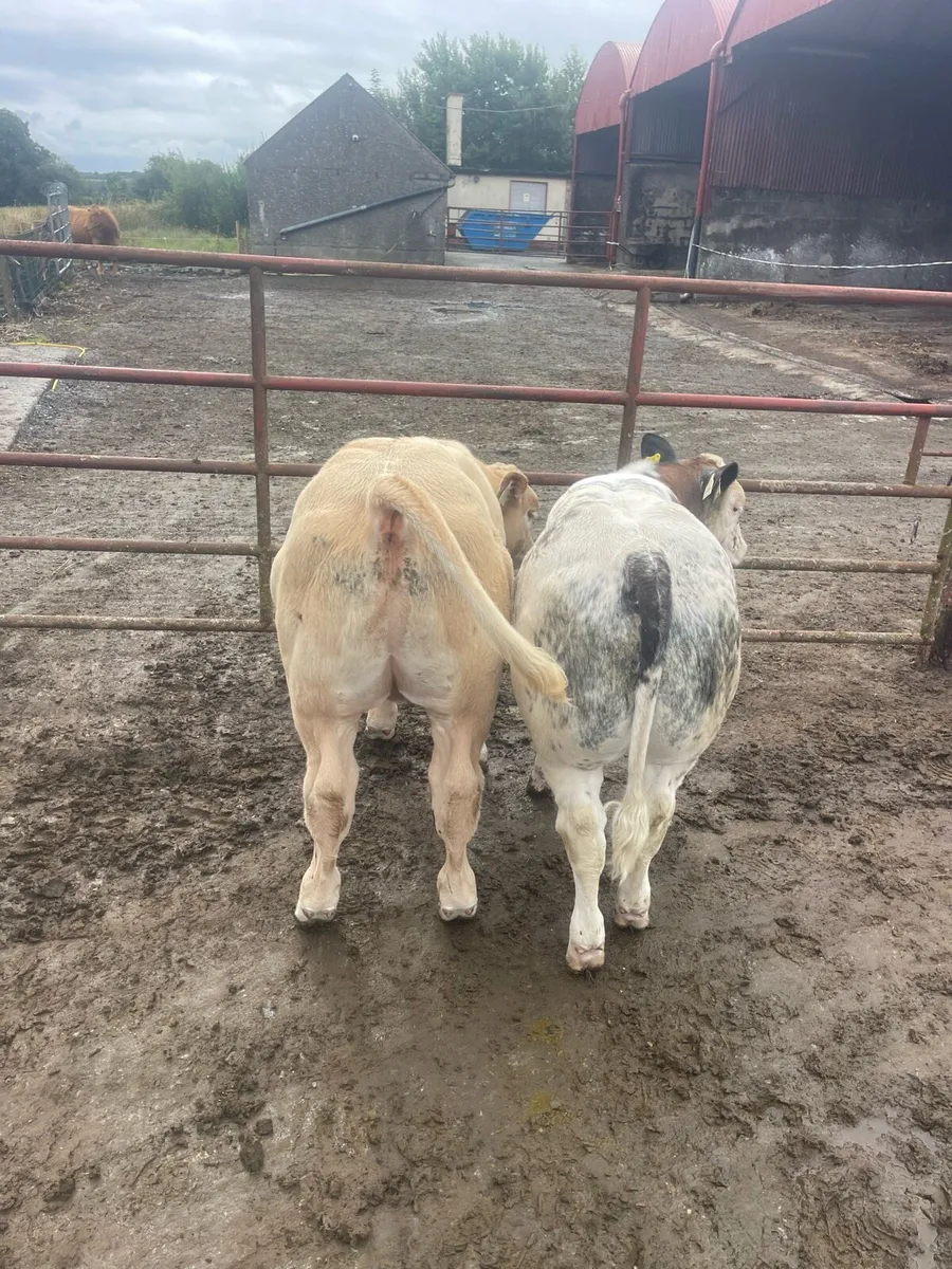 Calf - Image 1