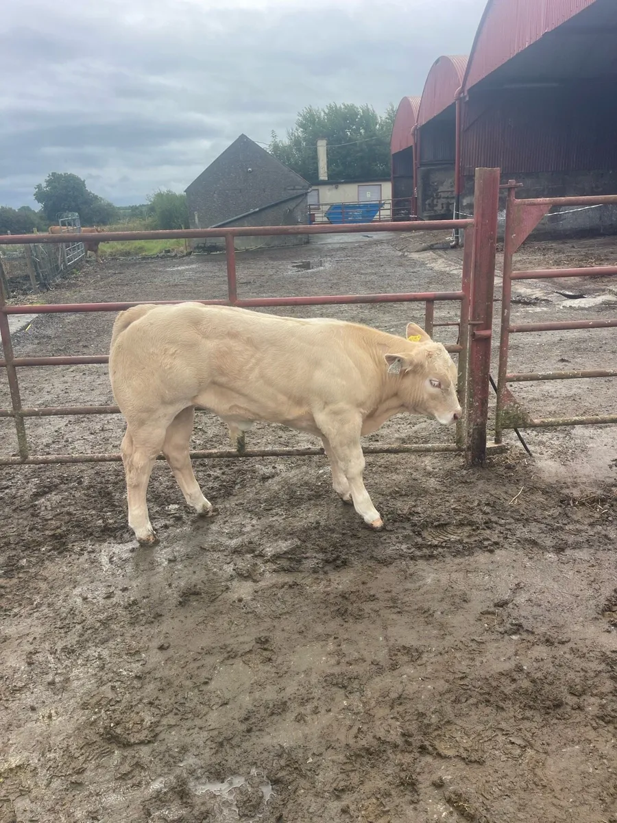 Calf - Image 2