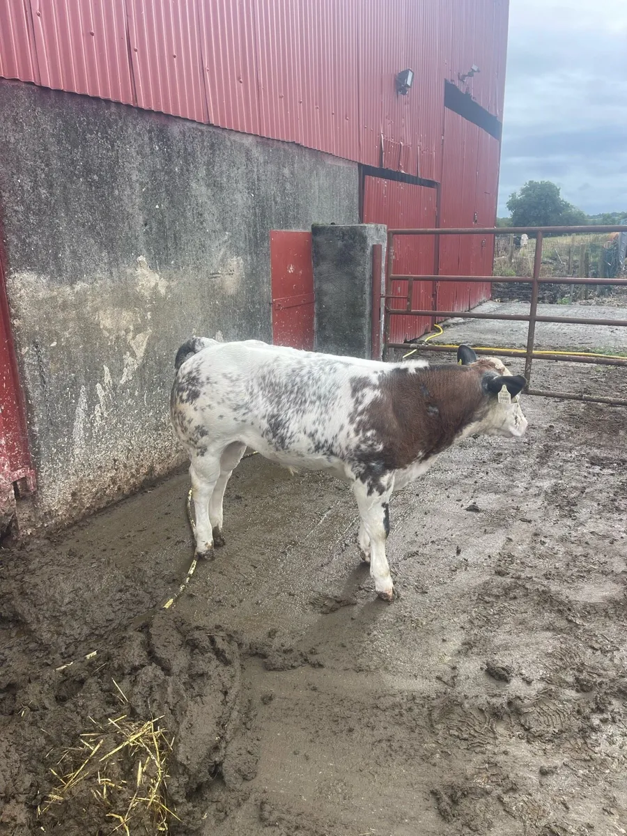 Calf - Image 3