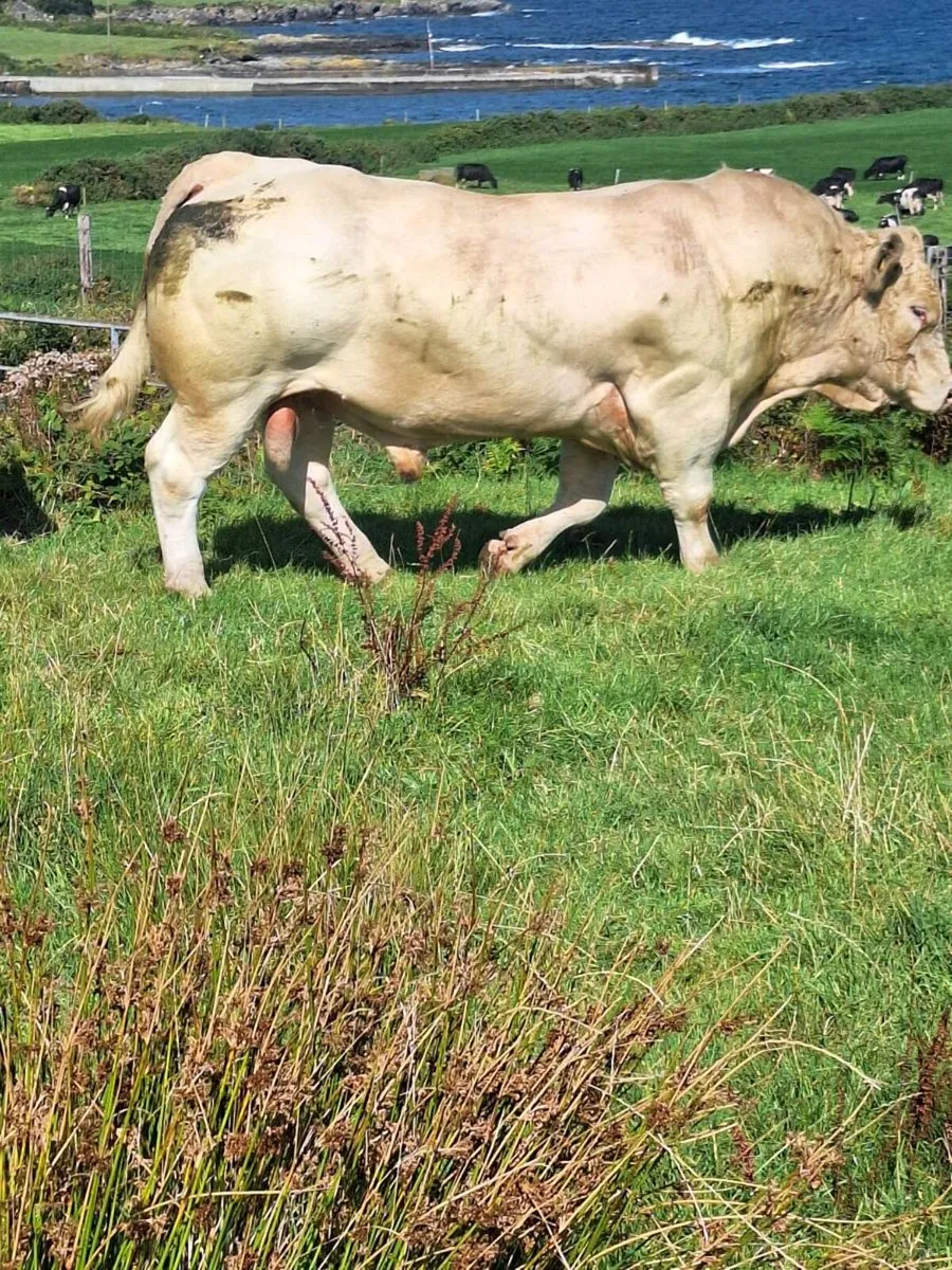 ⭐️⭐️⭐️⭐️⭐️Charlaois bull - Image 2