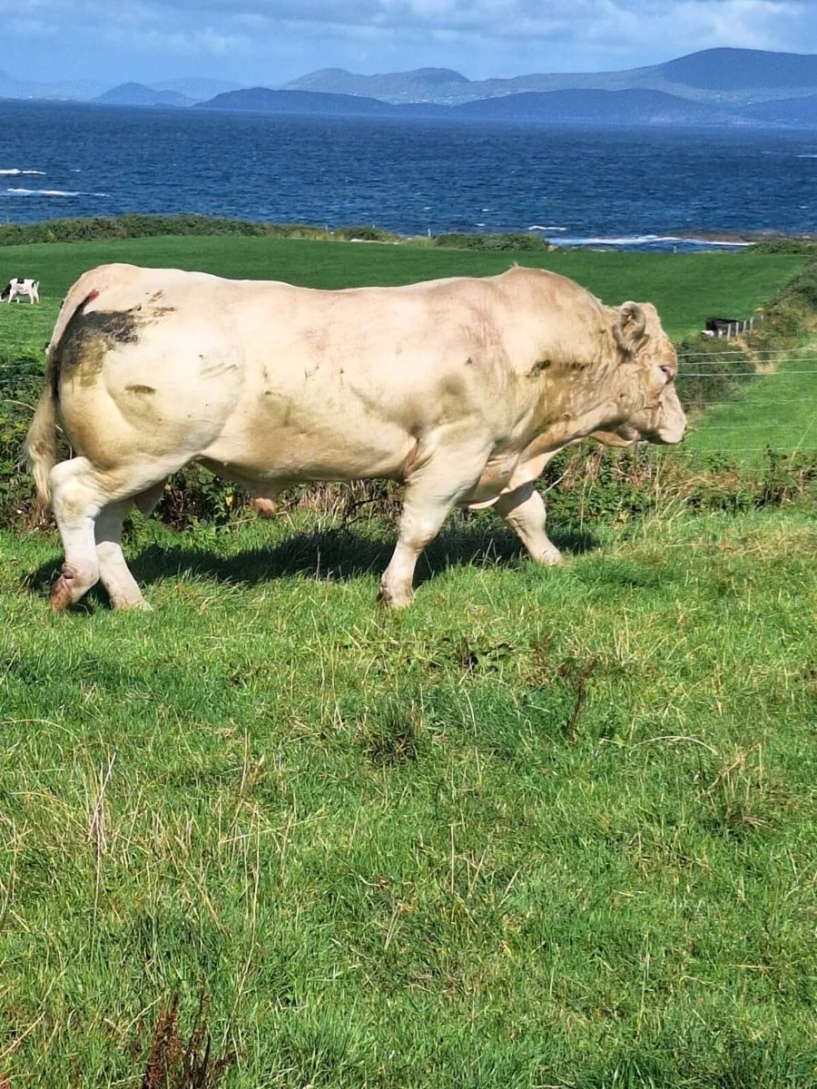 ⭐️⭐️⭐️⭐️⭐️Charlaois bull - Image 3