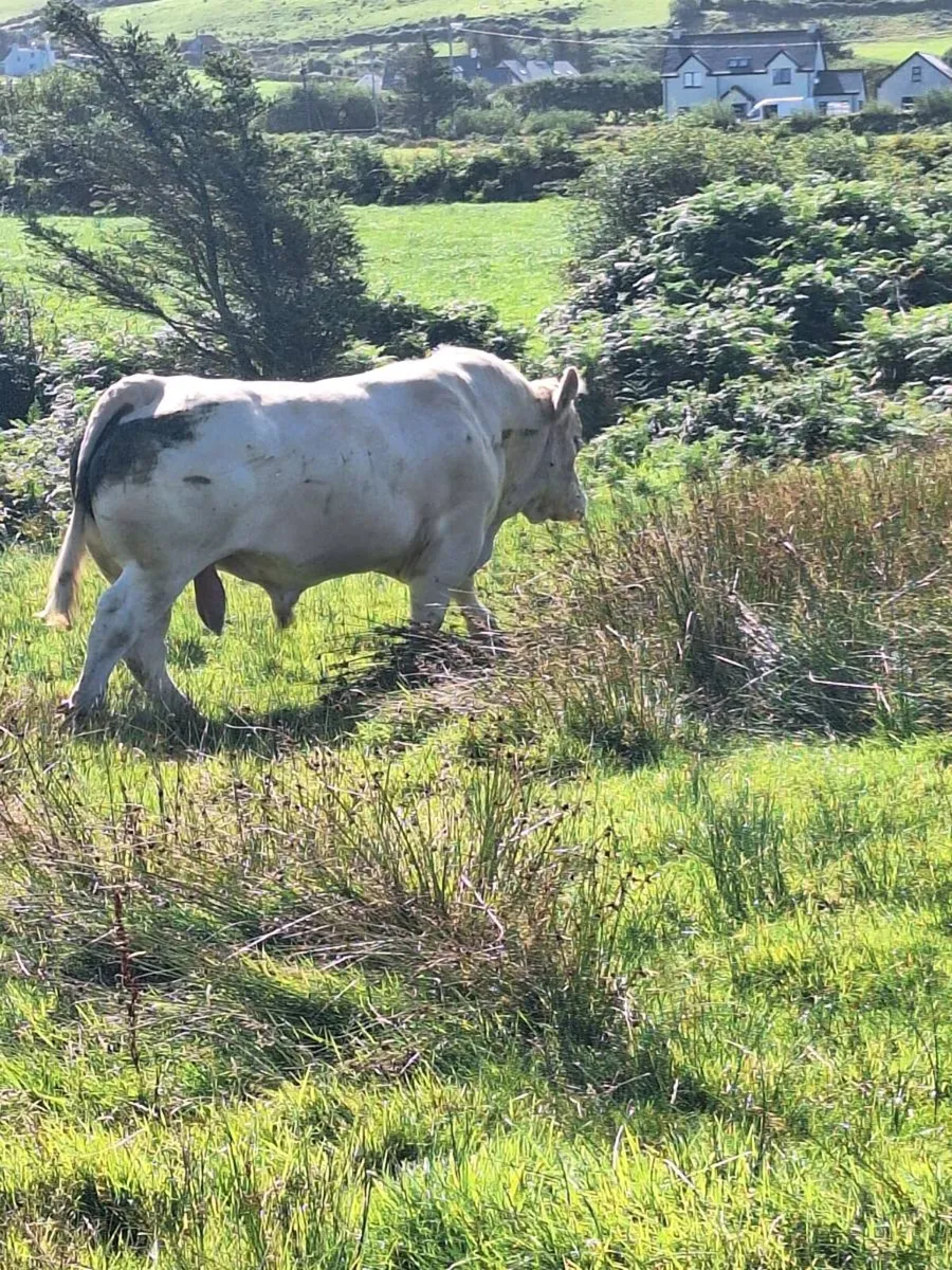 ⭐️⭐️⭐️⭐️⭐️Charlaois bull - Image 4