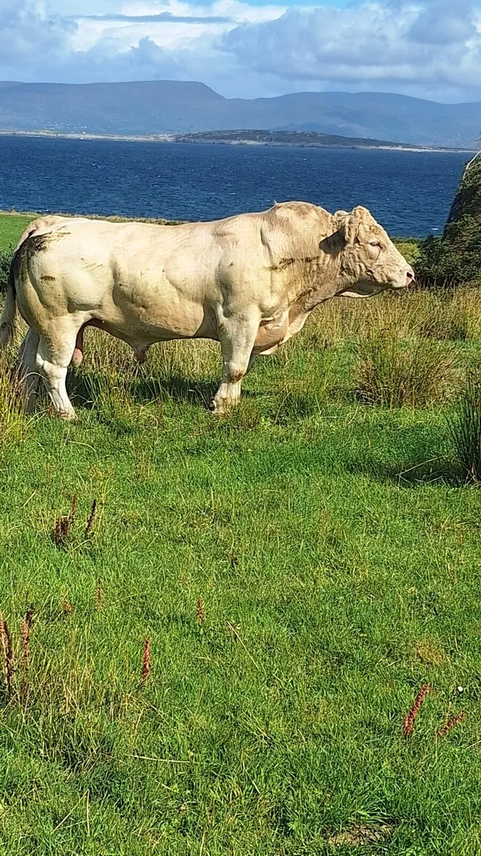 ⭐️⭐️⭐️⭐️⭐️Charlaois bull - Image 1
