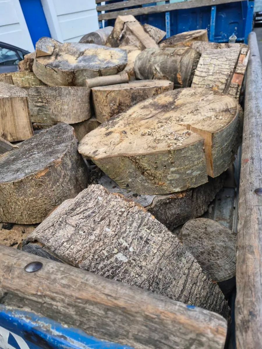 Tree rings beech - Image 1