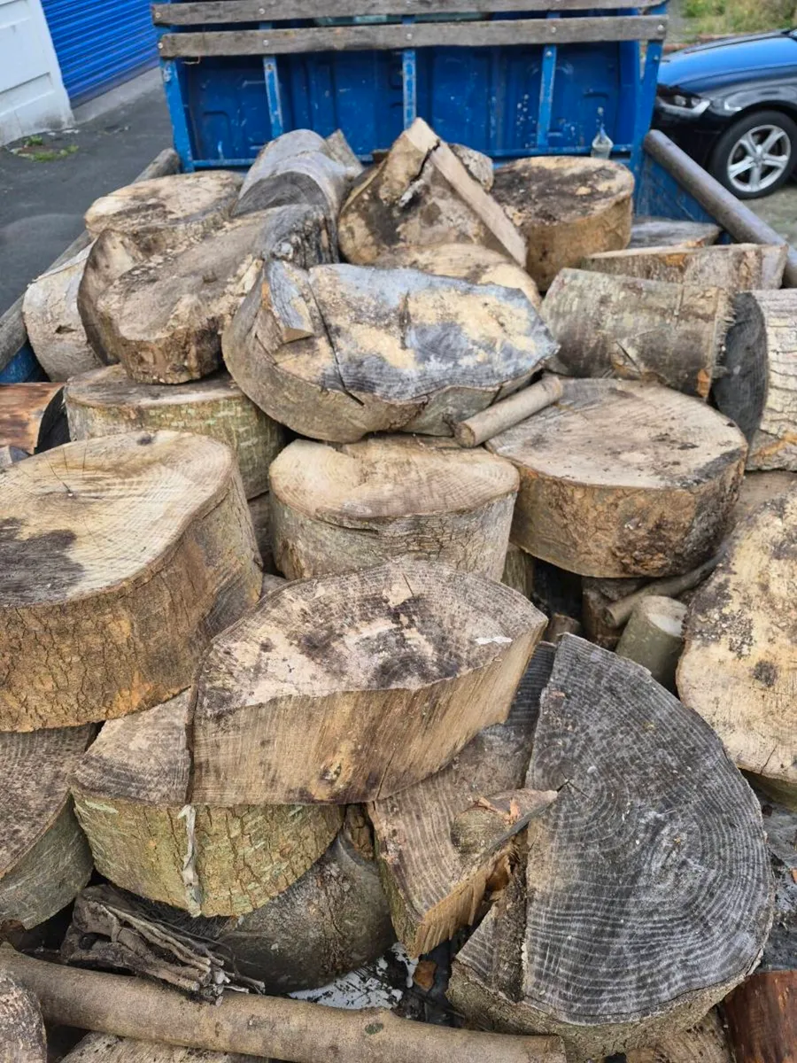 Tree rings beech - Image 2