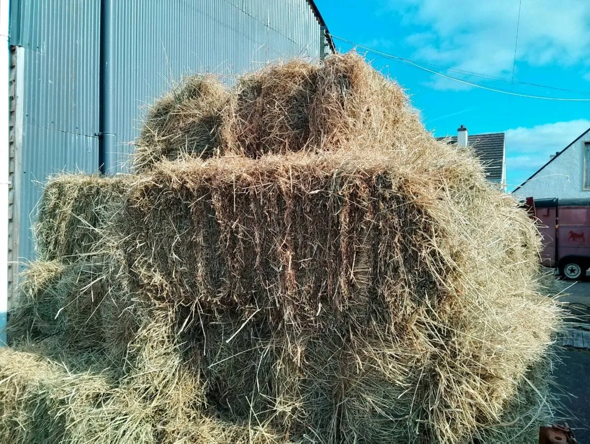 Hay and silage - Image 2