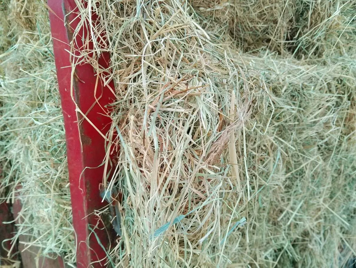 Hay and silage - Image 3