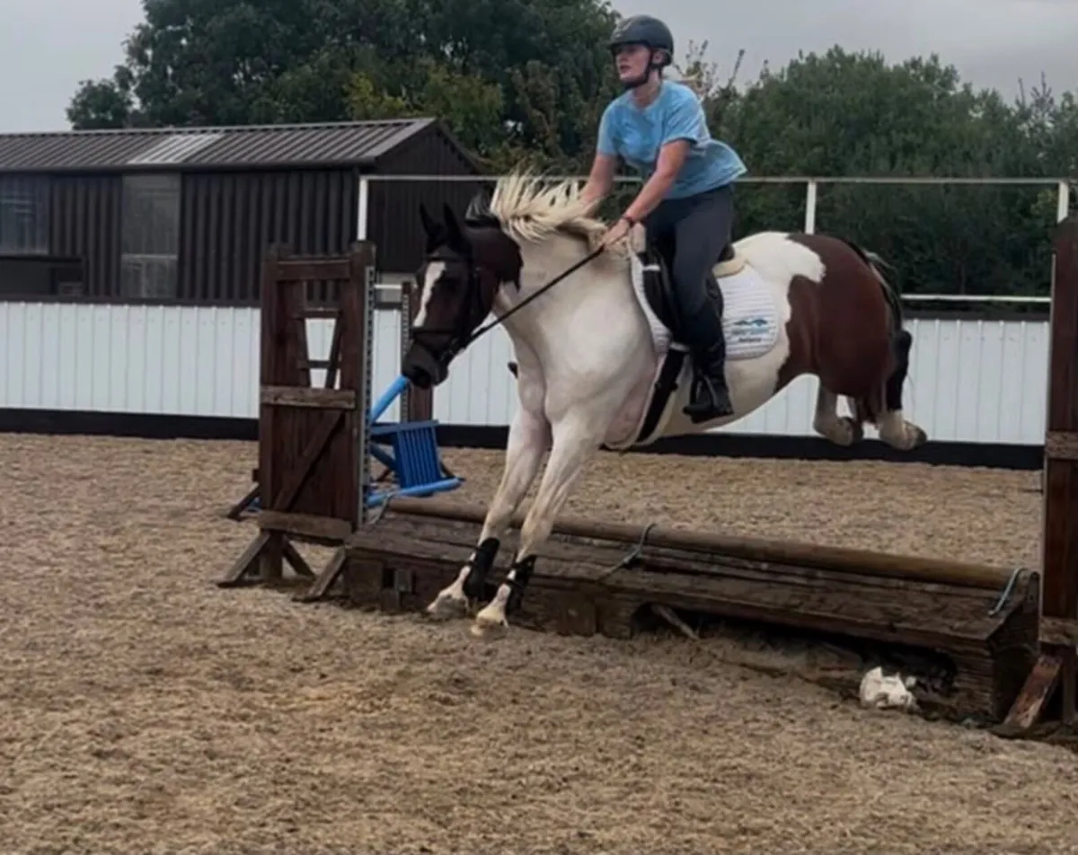 Super 15hh allrounder - Image 1