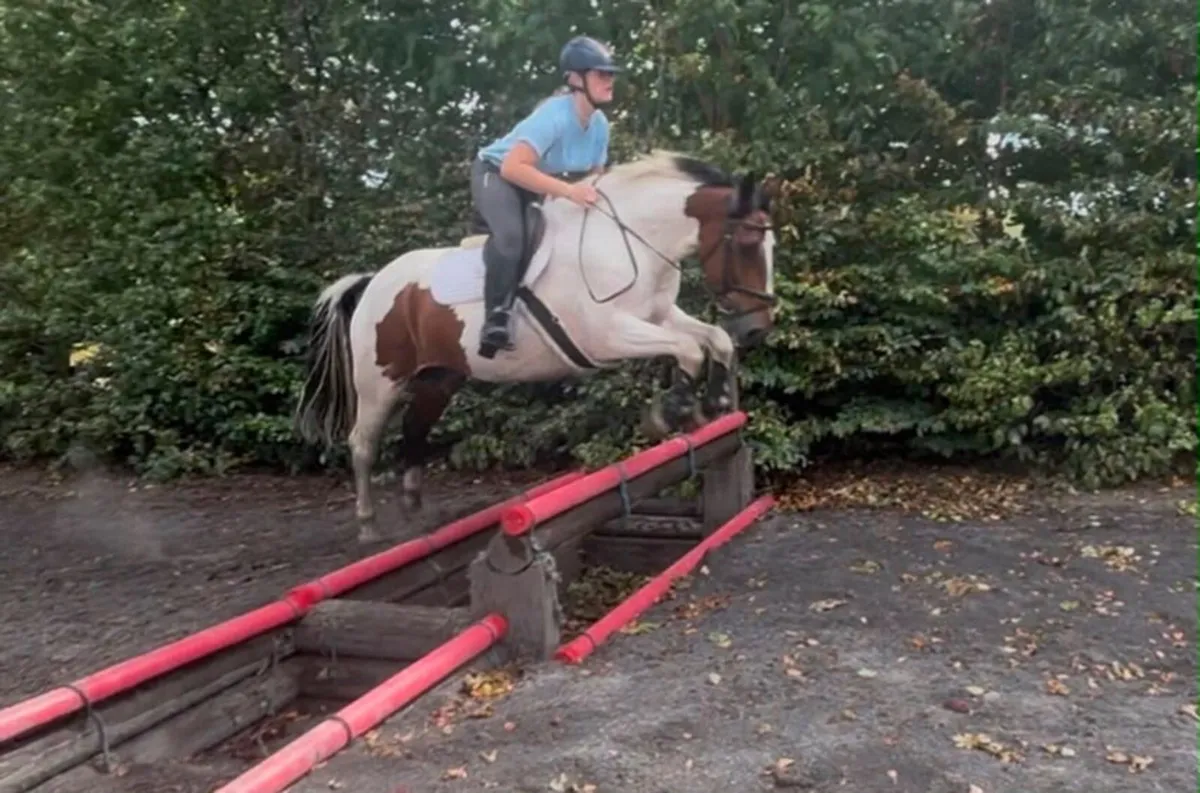 Super 15hh allrounder - Image 3