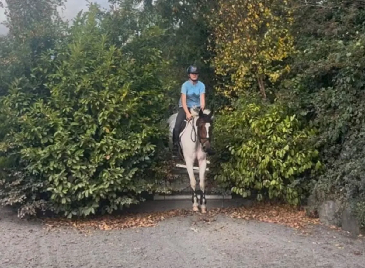 Super 15hh allrounder - Image 4