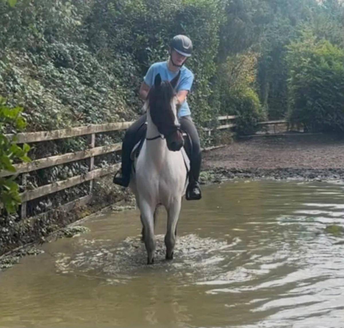 Super 15hh allrounder - Image 2