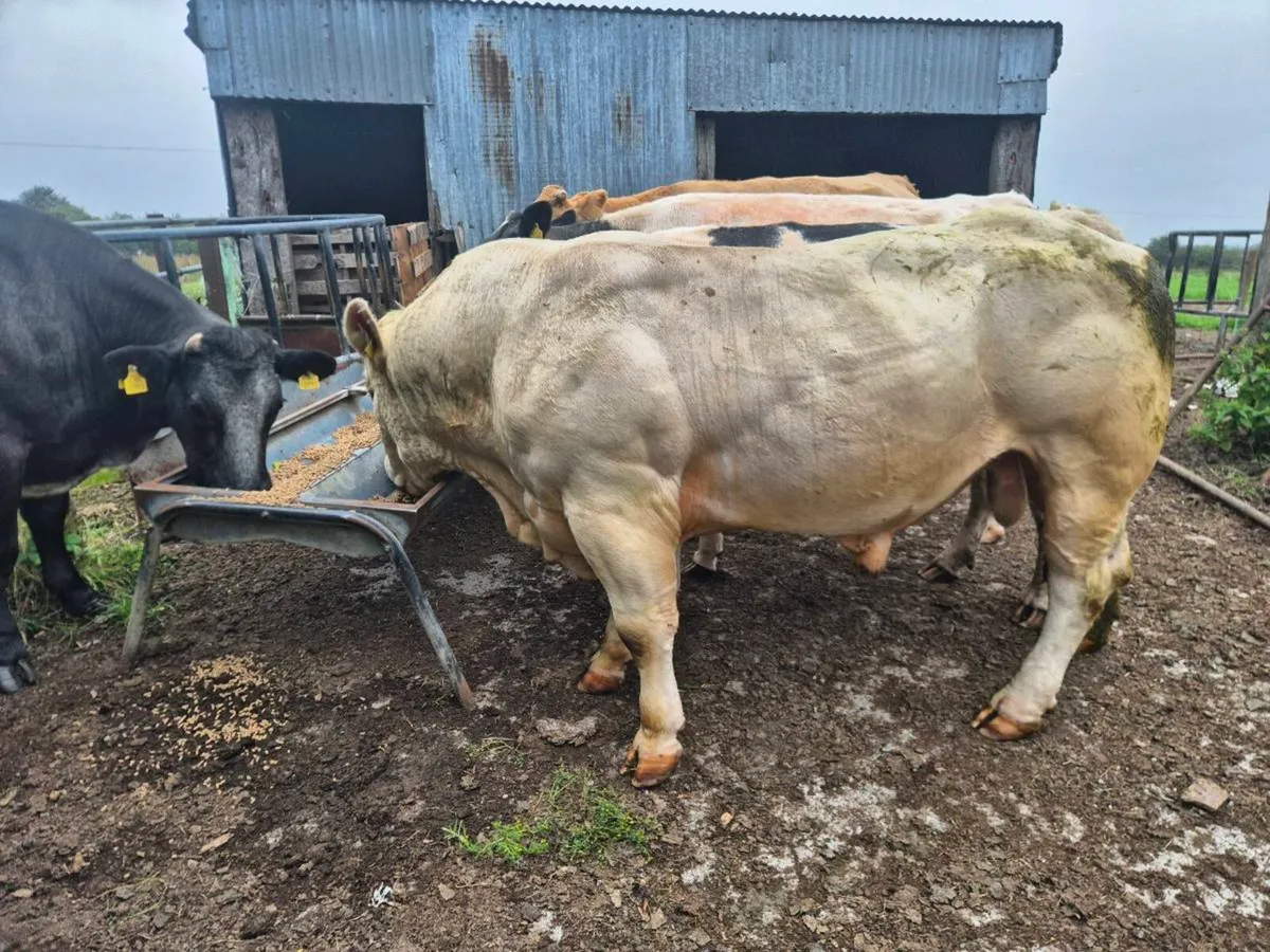 5***** Charolais Bull - Image 1