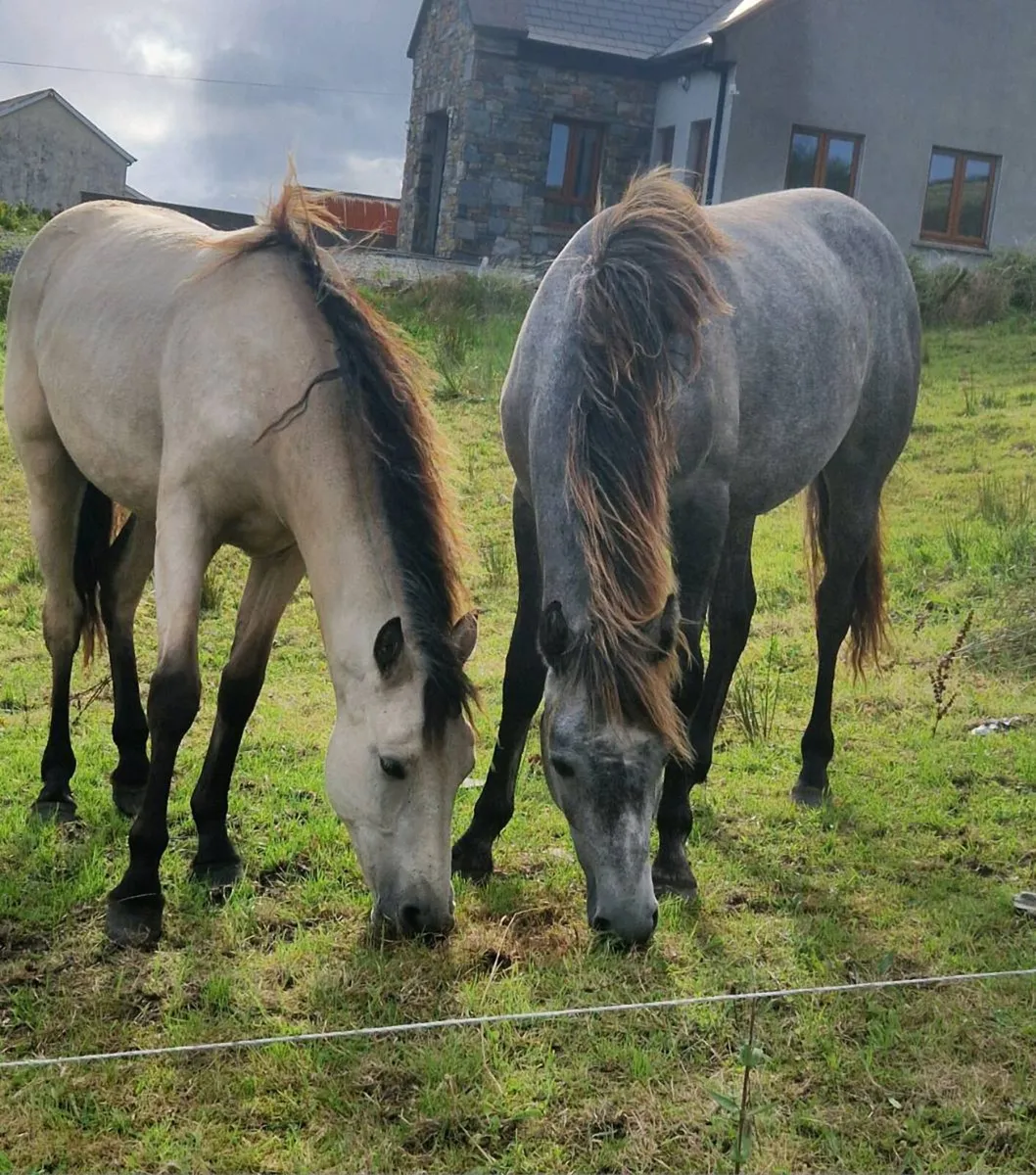 2 Connemara Fillies..Yearlings. - Image 1