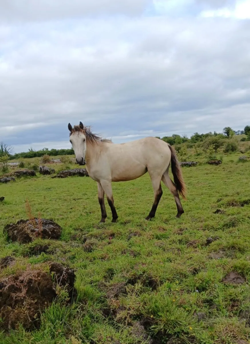2 Connemara Fillies..Yearlings. - Image 2