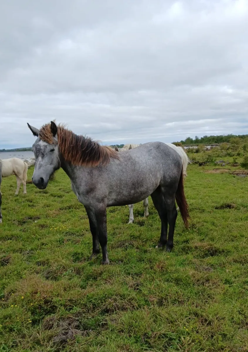 2 Connemara Fillies..Yearlings. - Image 3