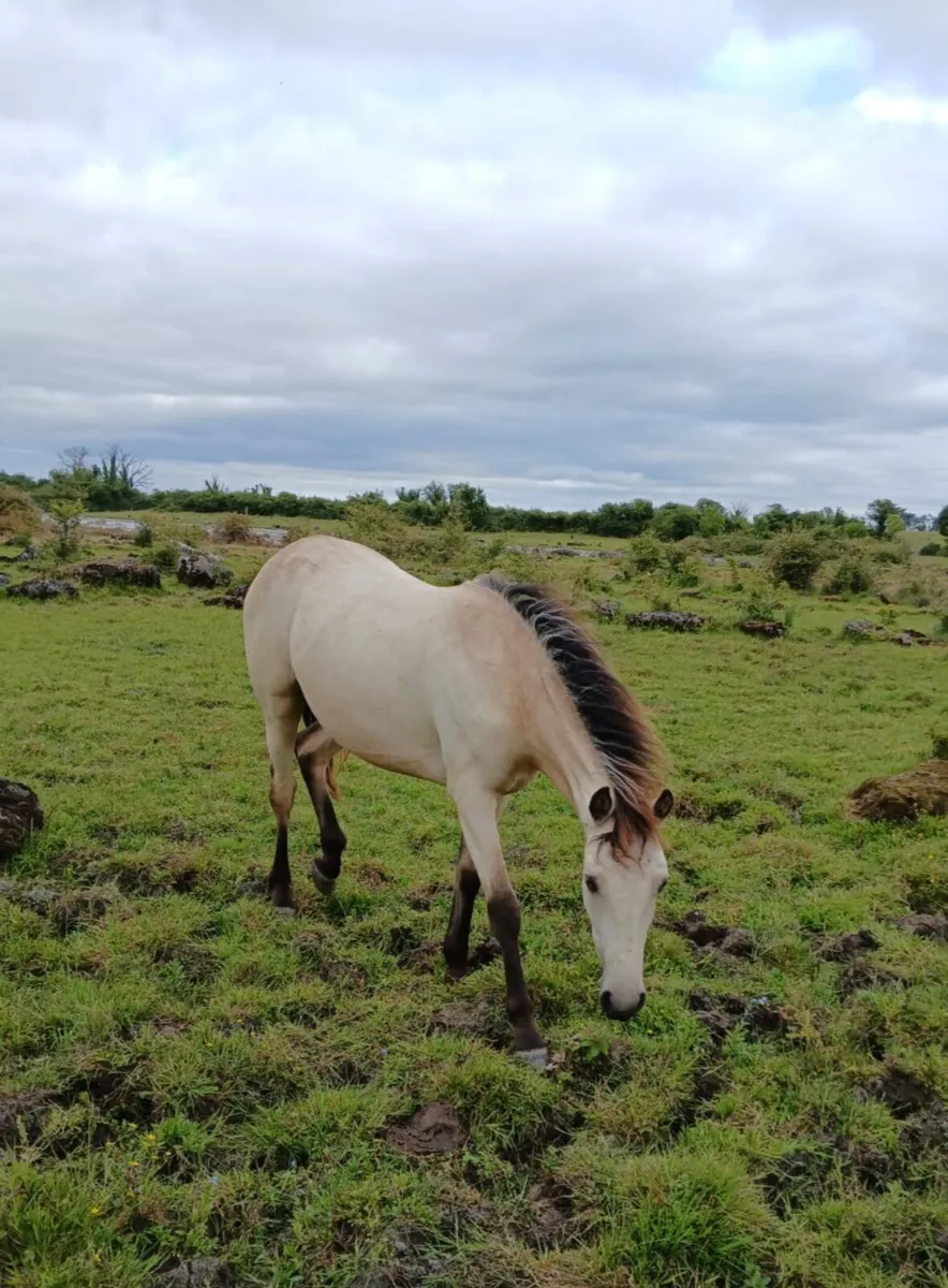 2 Connemara Fillies..Yearlings. - Image 4