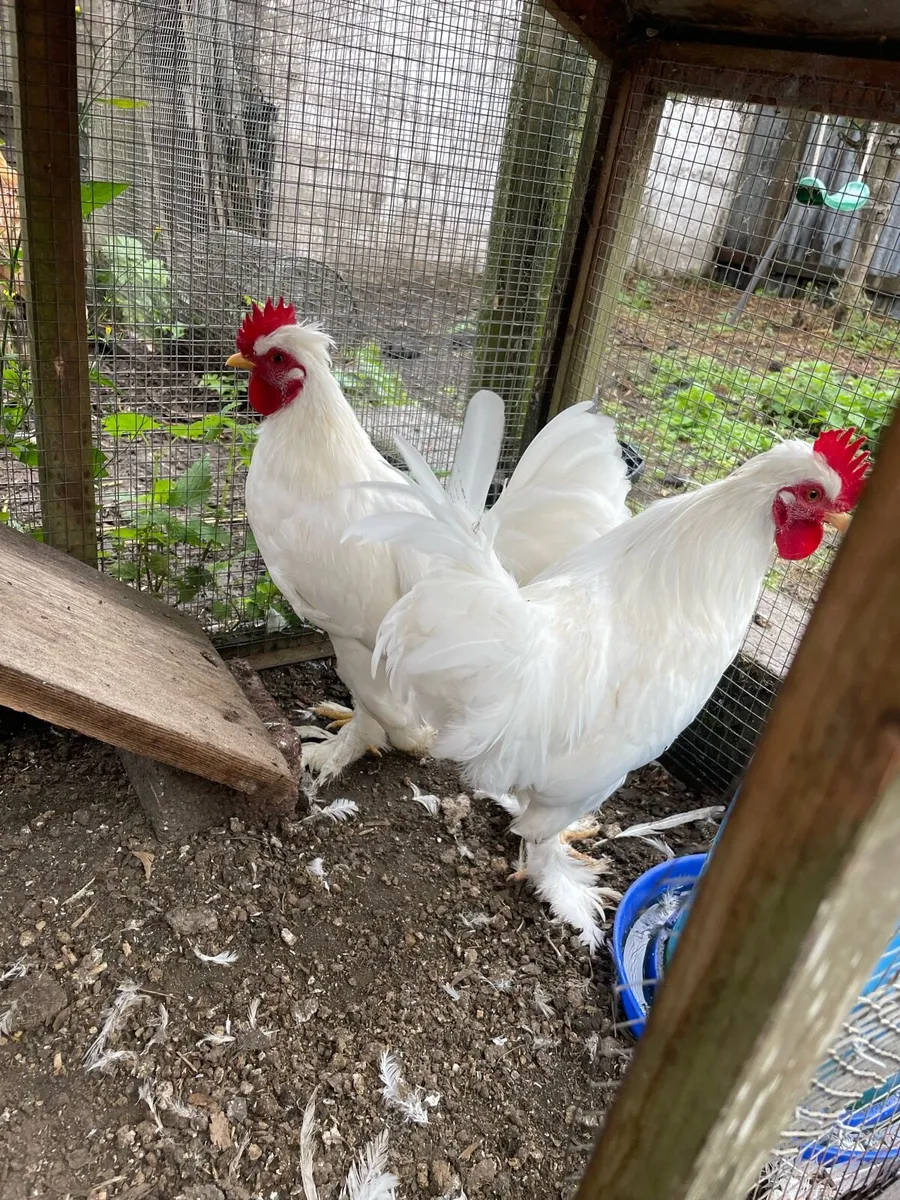 3 month old silkie cockerels - Image 1