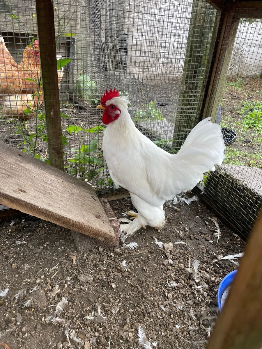 3 month old silkie cockerels - Image 2