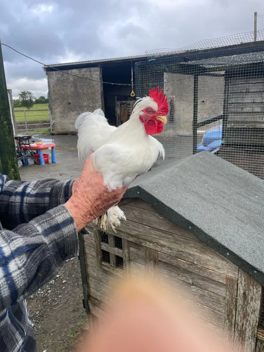 3 month old silkie cockerels - Image 3