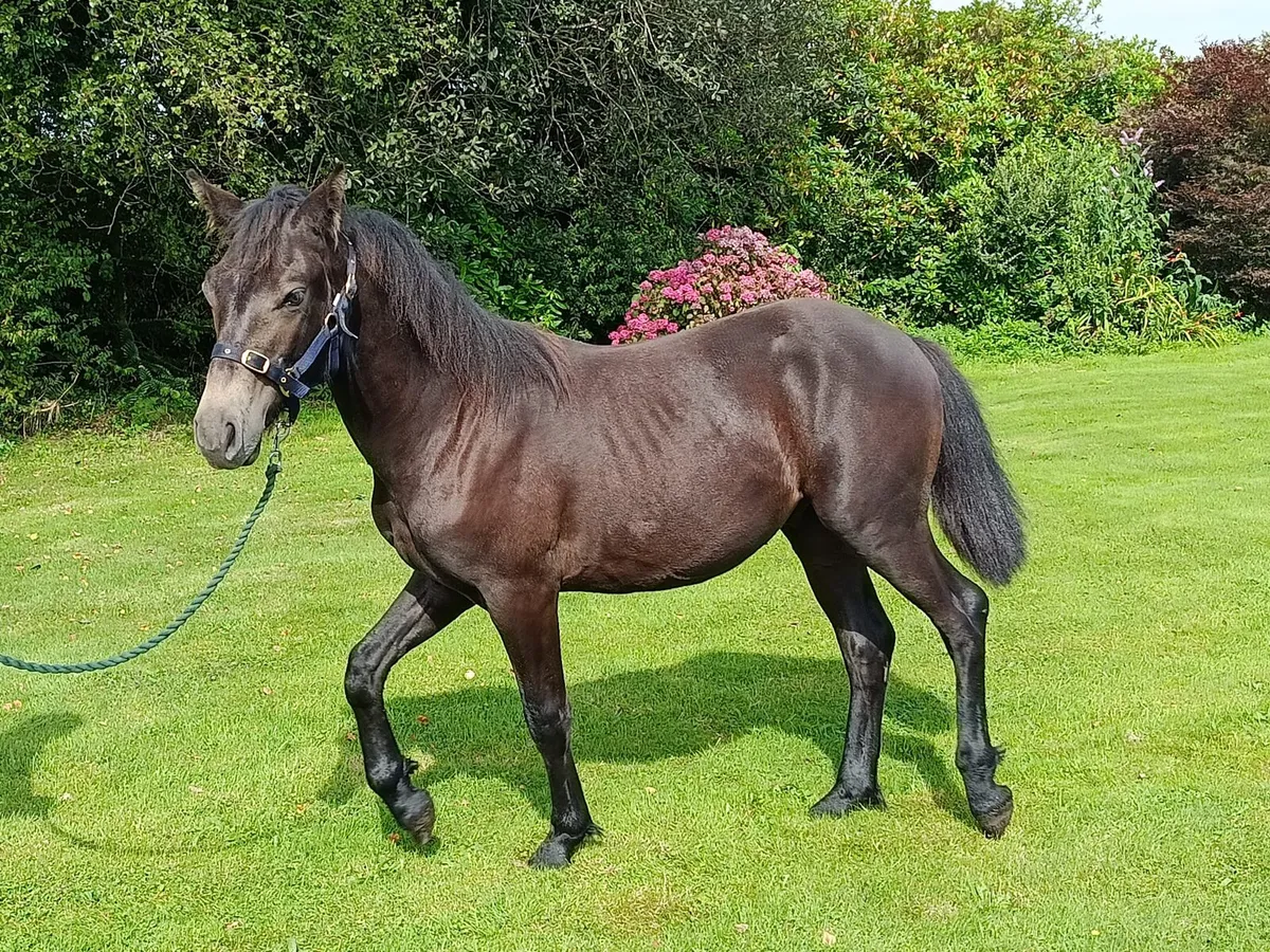 Performance Connemara Yearly Colt - Image 1