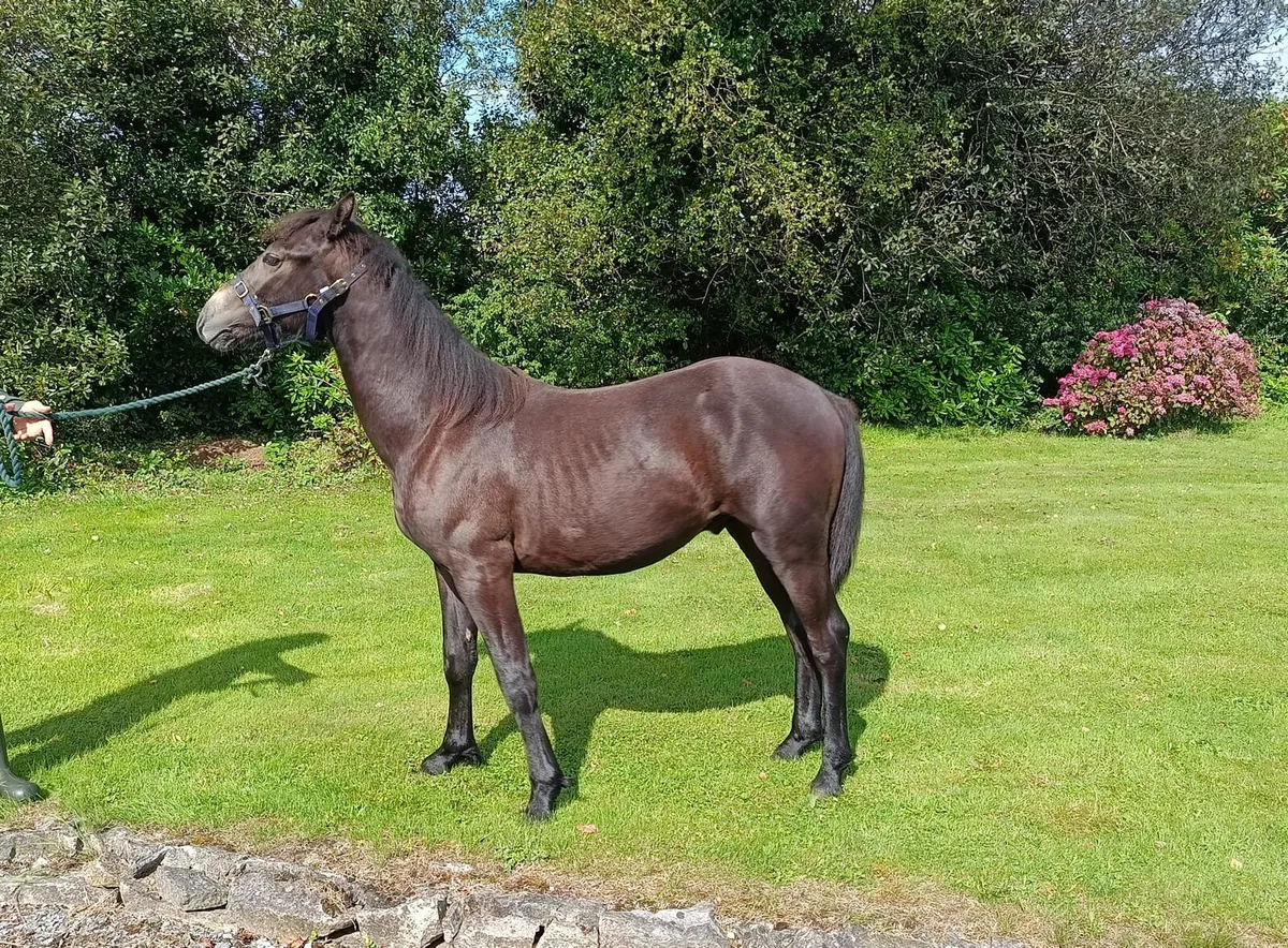Performance Connemara Yearly Colt - Image 3