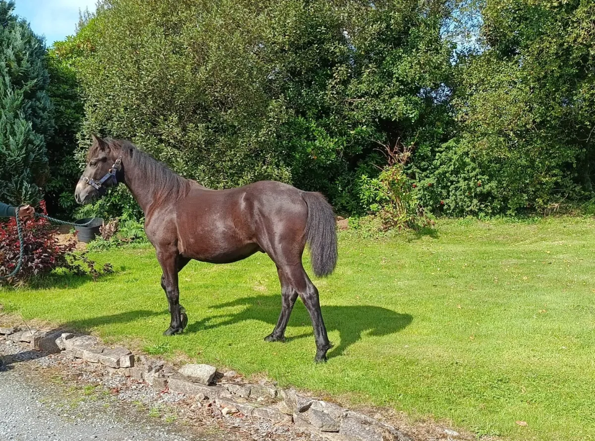 Performance Connemara Yearly Colt - Image 4