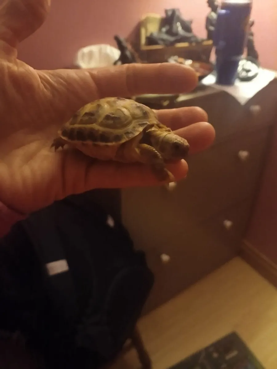 Tortoise 🐢 - Image 3